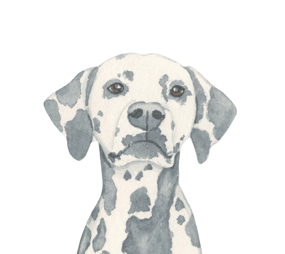 Pricing Dog Walking & Pet Sitting in Washington, Morton, Metamora, Eureka, East Peoria and Peoria Since 2018