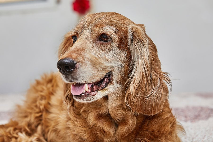 Senior Savvy: Adapting Your Home Environment to Meet the Needs of Your Aging Pet
