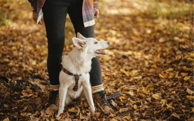 Going to See the Fall Colors with Your Pup?