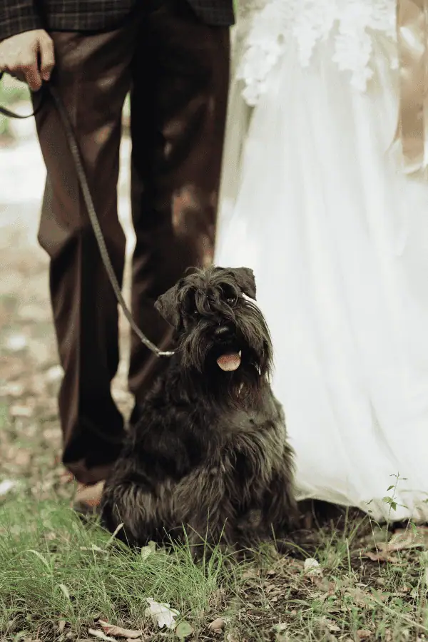 Ivory Aisle Pet Attendant Paws at Home Pet Care