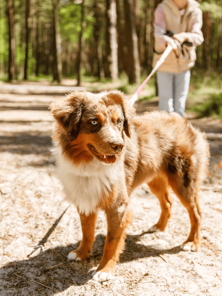 Getting Started Is Easy Paws at Home Pet Care