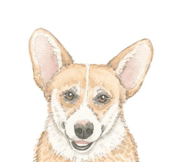 FAQ Dog Walking & Pet Sitting in Washington, Morton, Metamora, Eureka, East Peoria and Peoira since 2018
