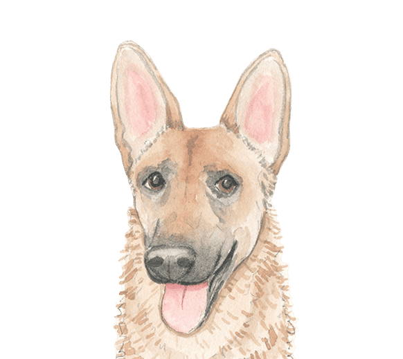 Service Area - Dog Walking & Pet Sitting in Washington, Morton, Metamora, Eureka, East Peoria and Peoira since 2018