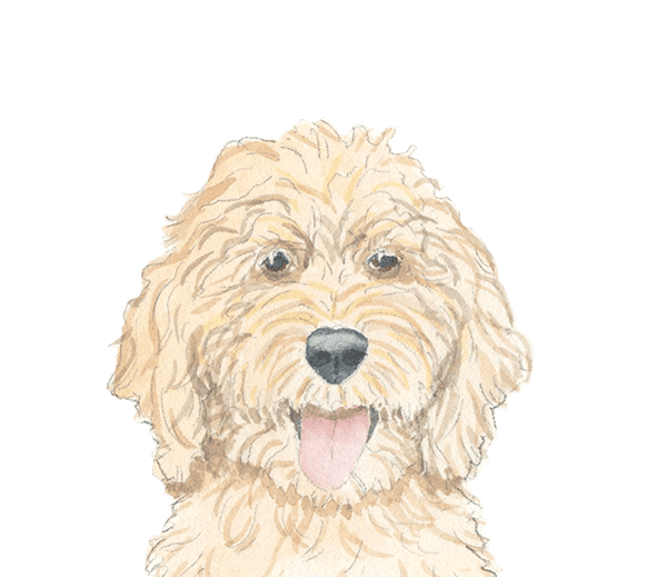 Pet Care Services Dog Walking & Pet Sitting in Washington, Morton, Metamora, Eureka, East Peoria and Peoira since 2018