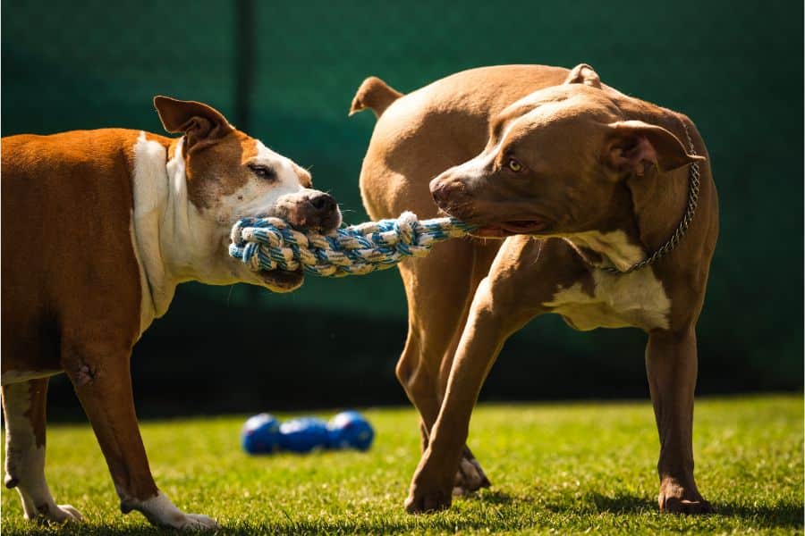 It’s Playtime! Unconventional and Hilarious Games to Entertain Your Bored Pet