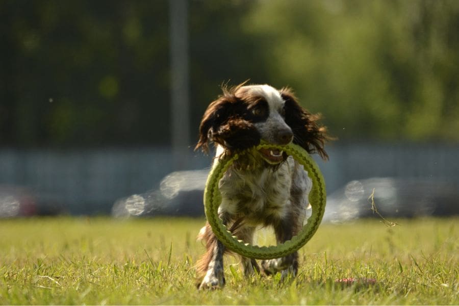 The Importance of Regular Exercise for Pets: Keep Your Dog Fit and Happy in Central Illinois